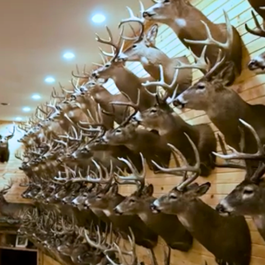 Taxidermy Trophy Room Maintenance