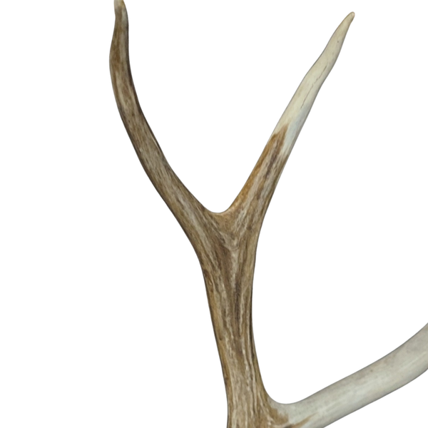 Antler Stain Sample 1