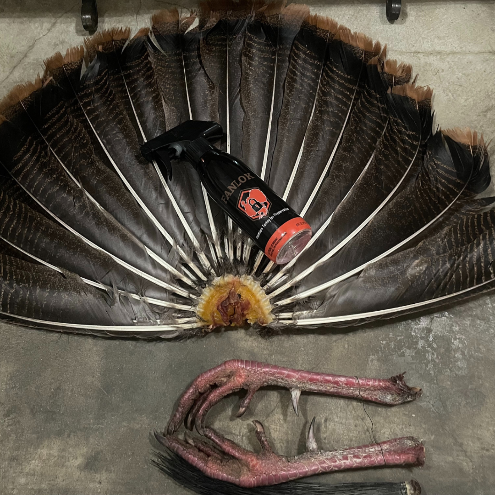 Fanlok easily preserve turkey fans example finished product