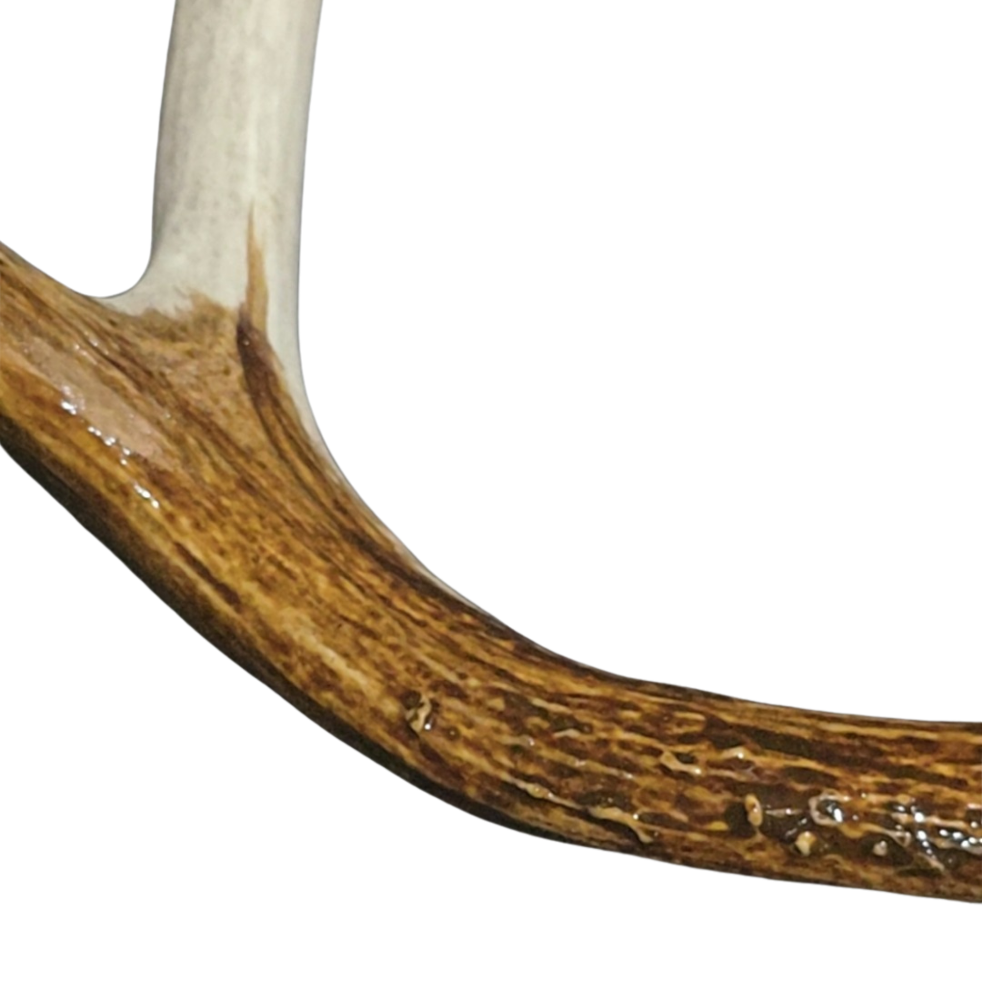VAT Antler Stain
