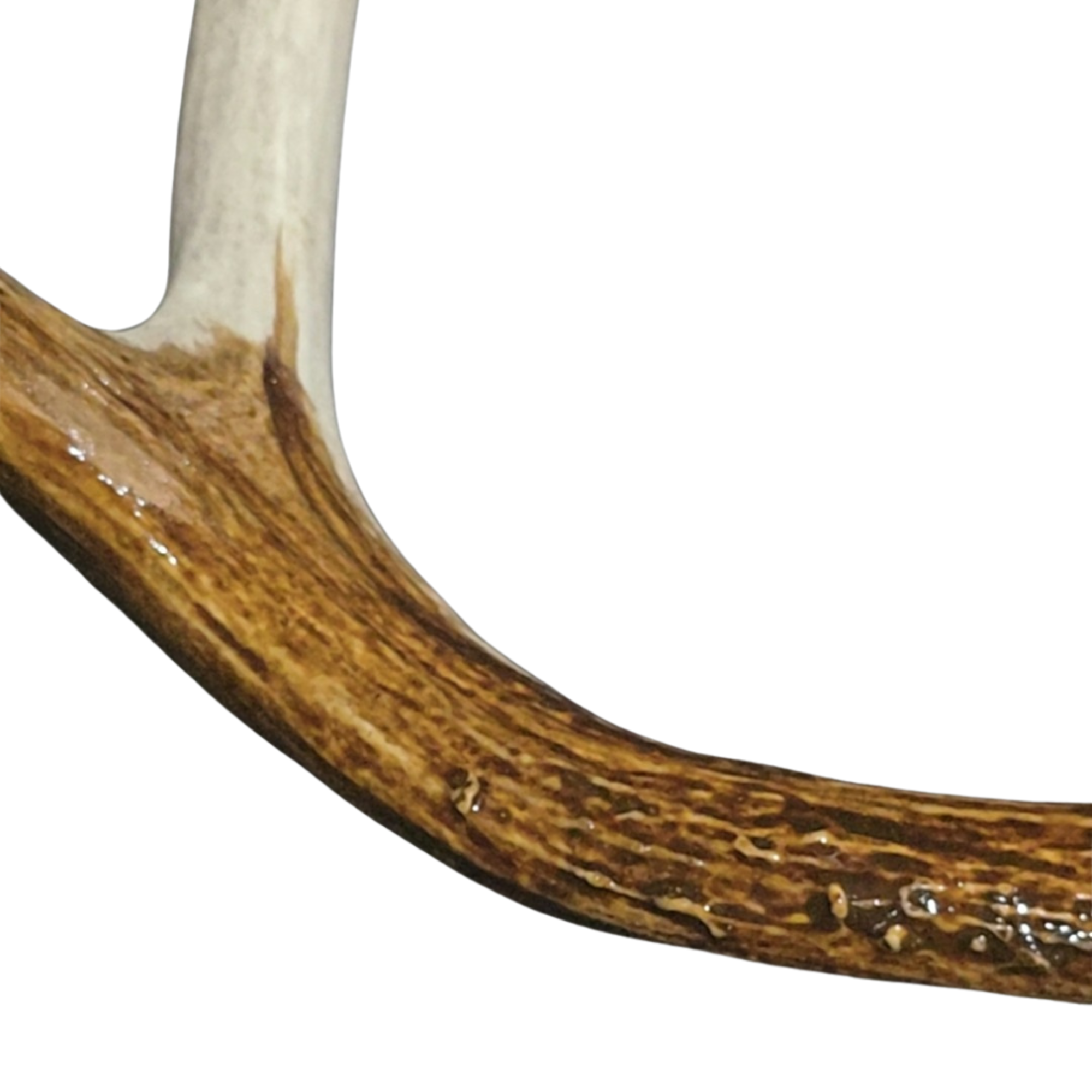 Antler Stain Applied Unfinished Sample 1