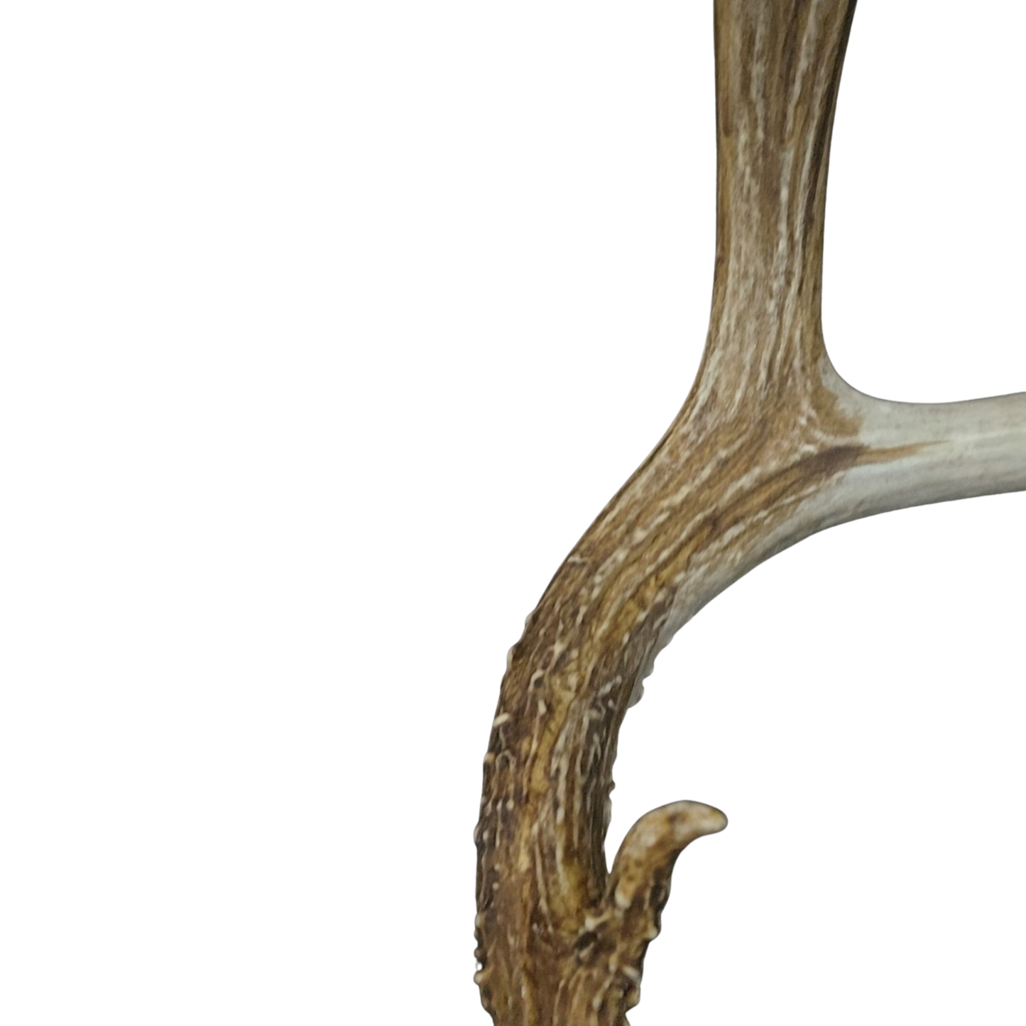 Antler Stain Sample 2