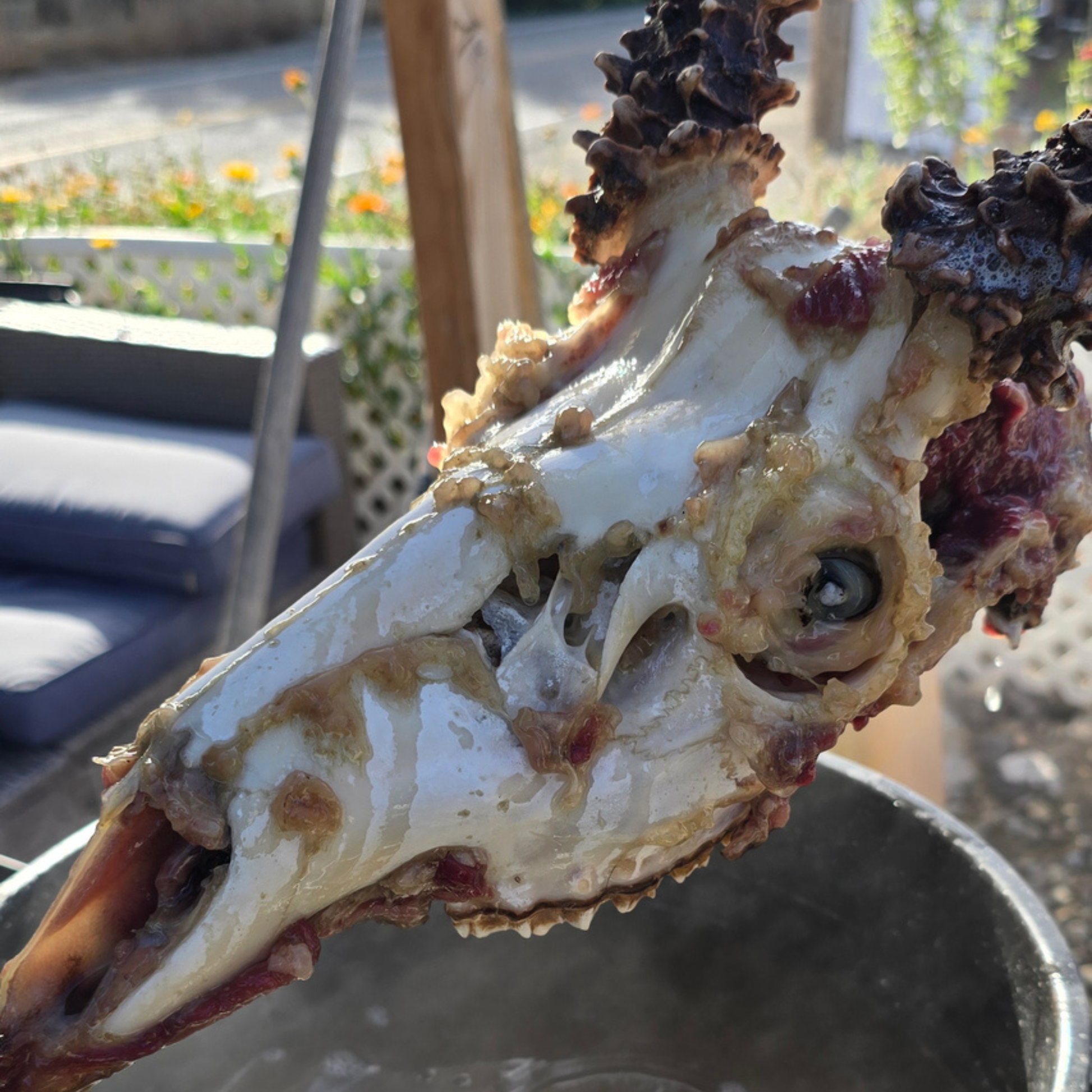 boiling_a_skull_for_euro_mount