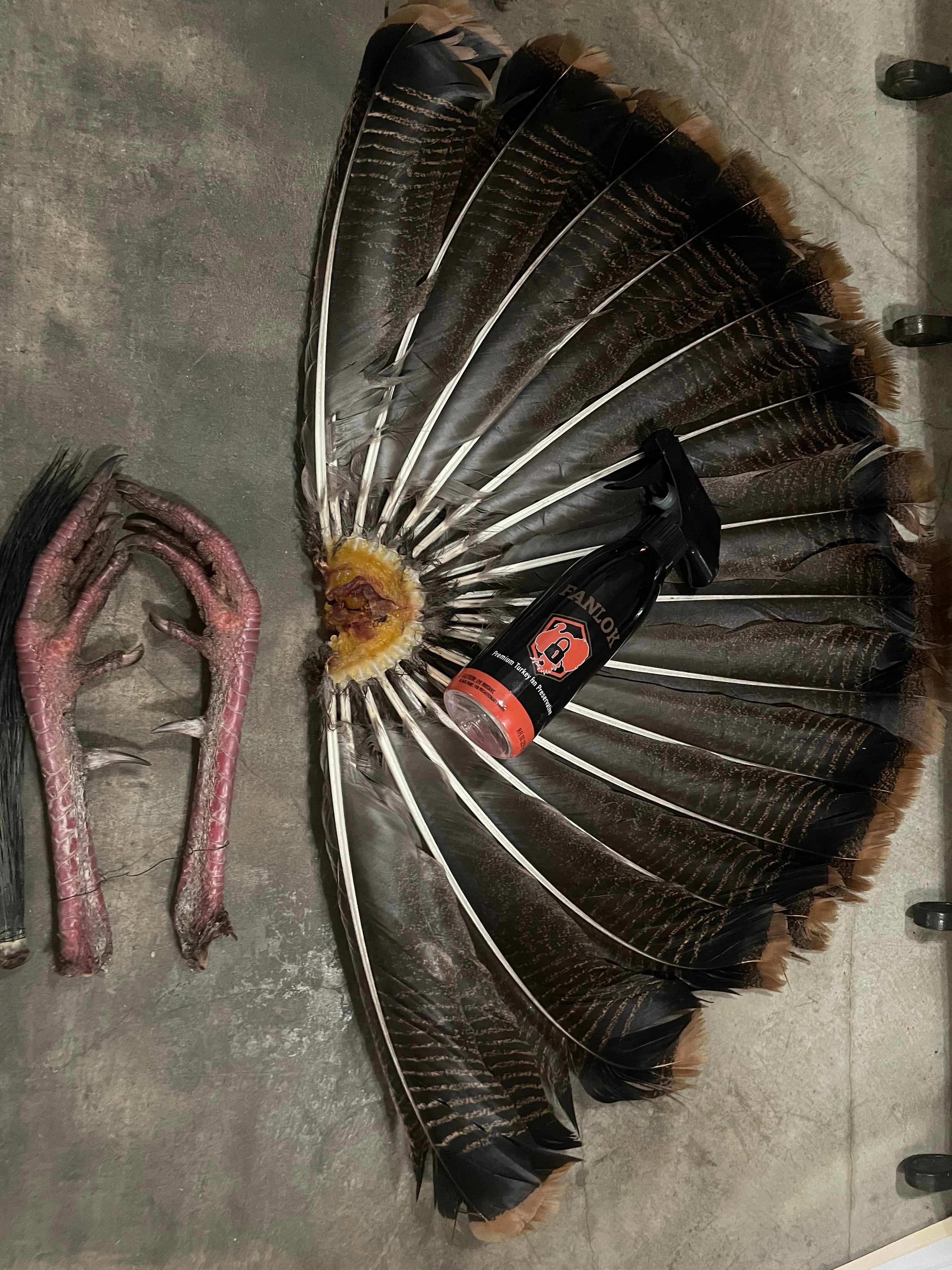 FanLok Turkey Taxidermy Mount Fans Easy Velvet Antler Technologies fanlok-turkey-taxidermy-mount-fans-easy-velvet-antler-technologies