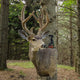 velvalok premium velvet antler preservative bottle sitting on velvet antlered mule deer taxidermy mount in woods